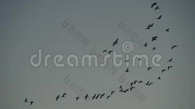 鹅群在夜空中飞翔，许多鸟的身影在飞翔，大自然的狂野